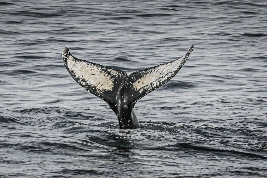 Humpback whales are the most abundant baleen whale in the nearshore waters around the Antarctic Peninsula. Photo by Jett Britnell.