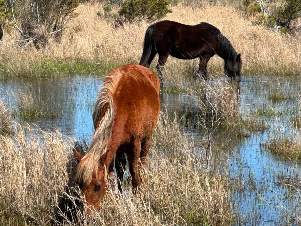 I spy a pair of wild horses! Photo by Debbie Stone