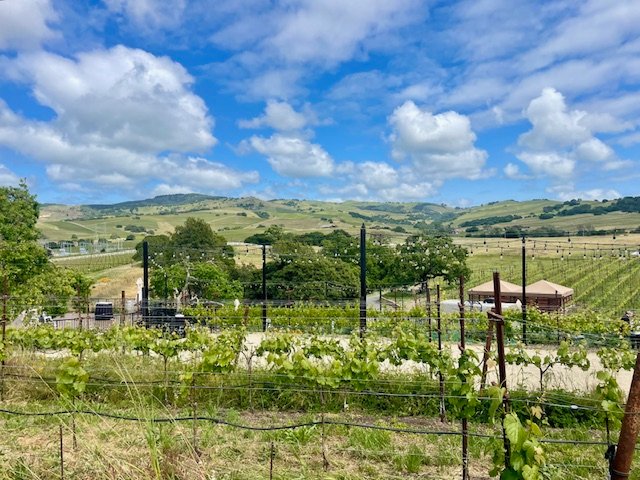 Acres of vineyards. Photo Jill Weinlein