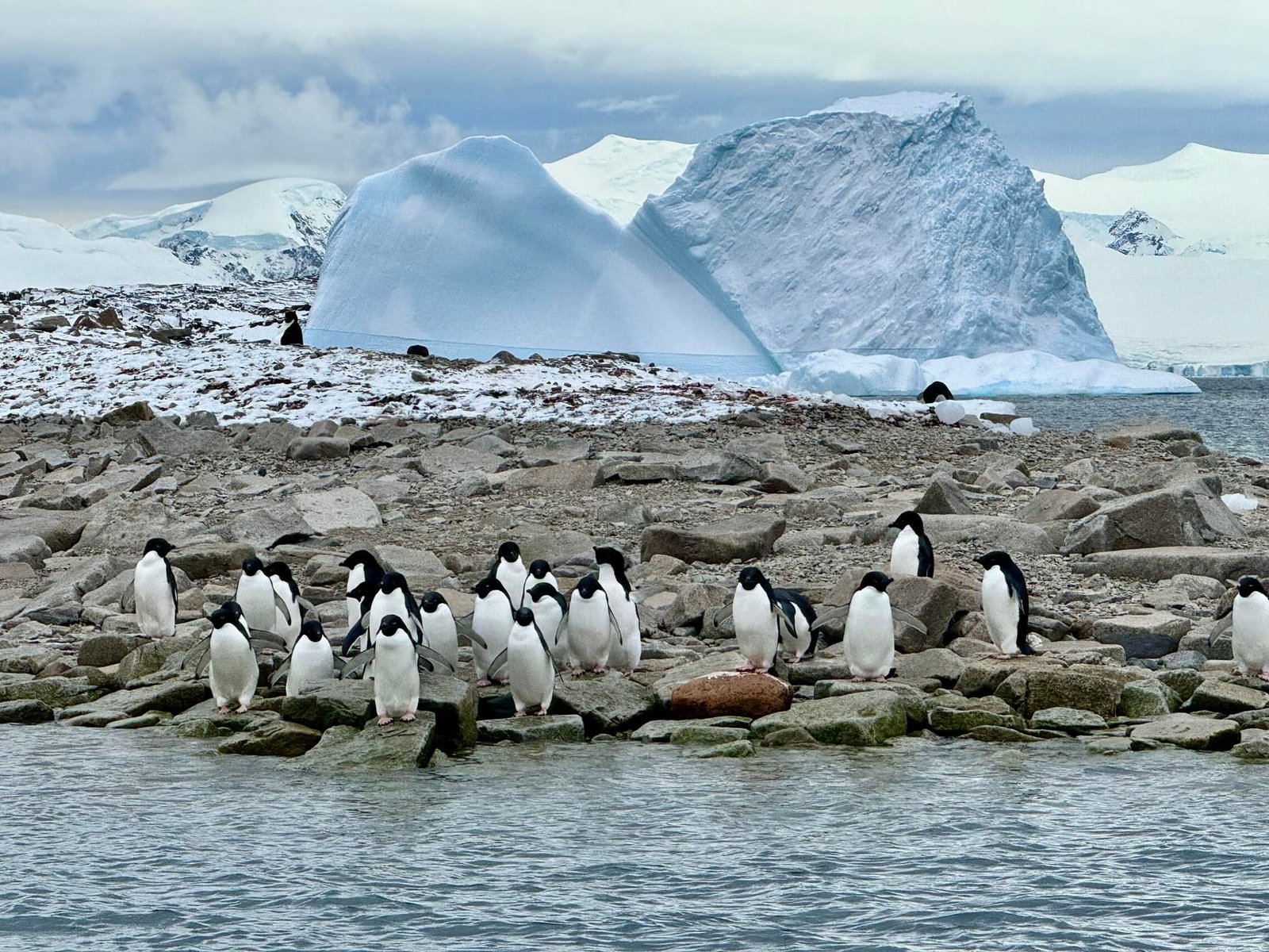 “These penguins call us to a deeper resolve and commitment to do what we can on their behalf. If we cannot save penguins—cannot save what everybody loves—what can we save?” ― Charles Bergman, Every Penguin in the World: A Quest to See Them All. Photo by Jett Britnell.