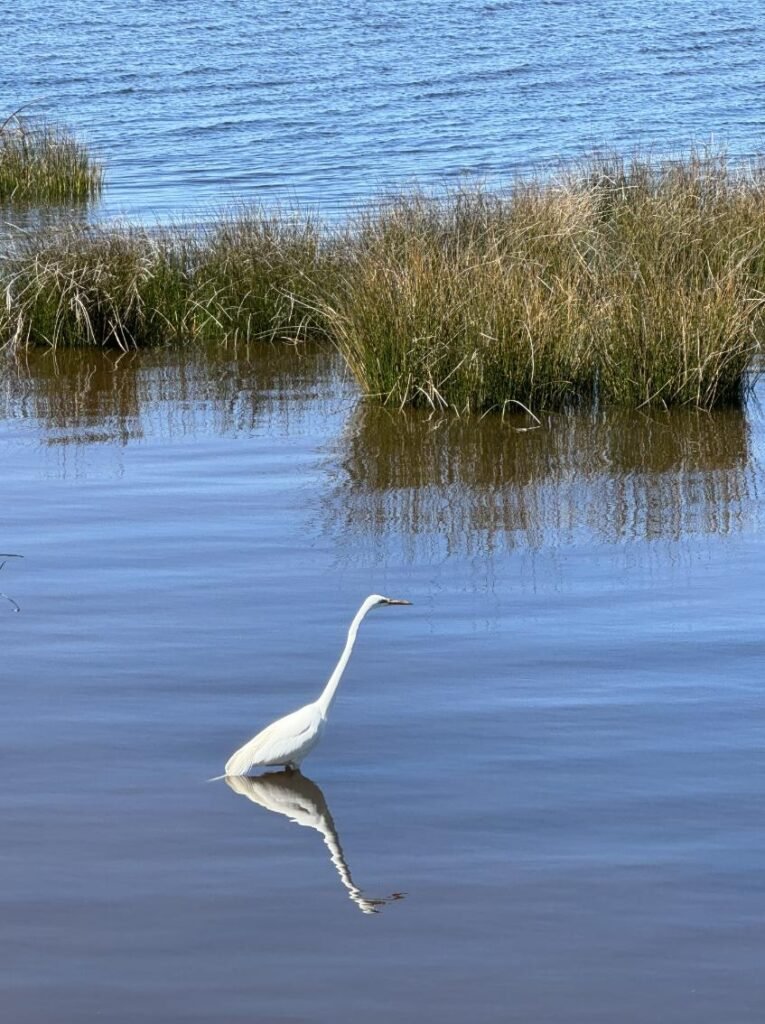 Reflective glory. Photo by Debbie Stone