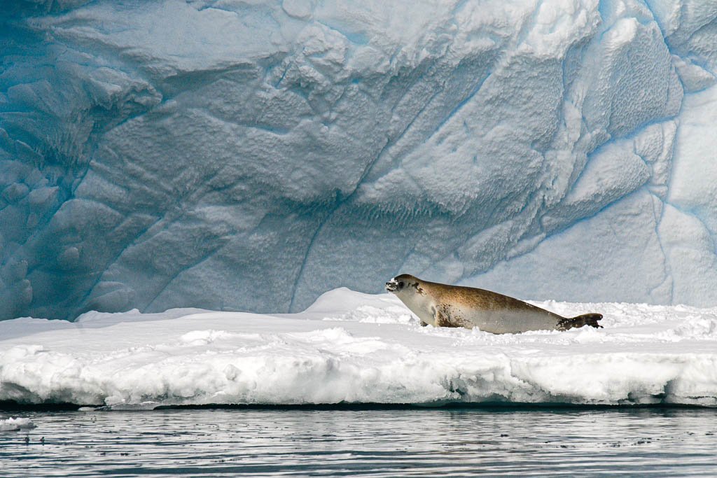 Seal on ice. Photo by Jett Britnelll