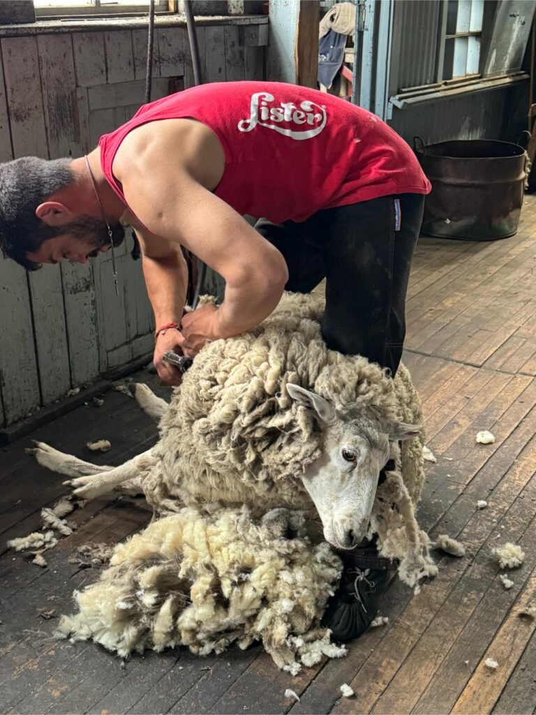Shearing a sheep at the Estancia, photo by Debbie Stone