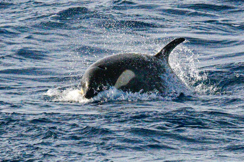 Orca (or Killer Whale) prey on fish, squid, penguins, seals, dolphins, porpoises, and even other whales. Photo by Jett Britnell