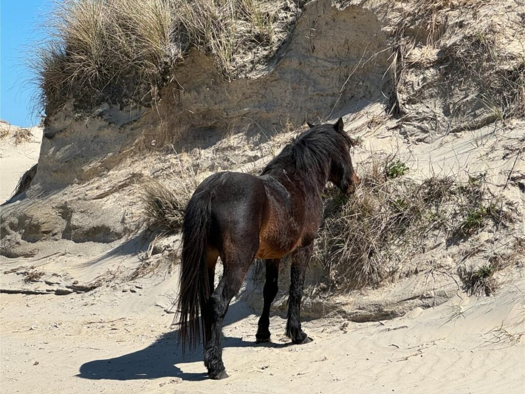 The wild horses of the Outer Banks are beloved. Photo by Debbie Stone