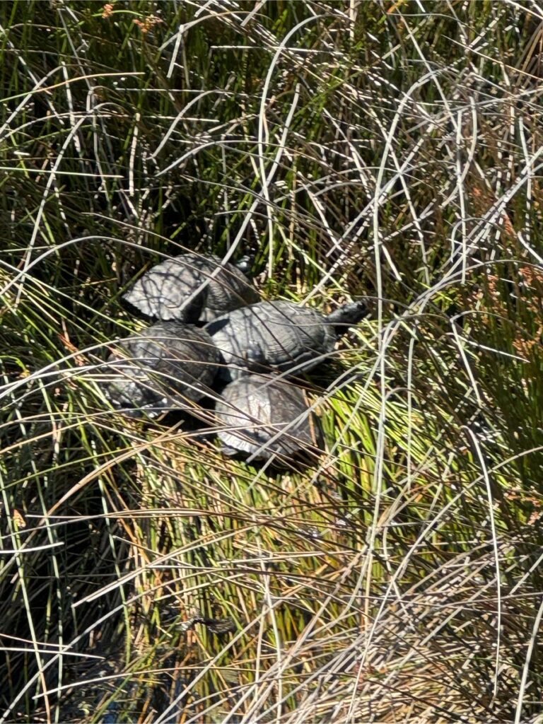 Turtle alert! Photo by Debbie Stone