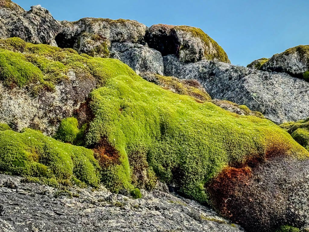 Mosses in Antarctica grow mostly in coastal areas and cope with the extreme conditions. Photo by Jett Britnell