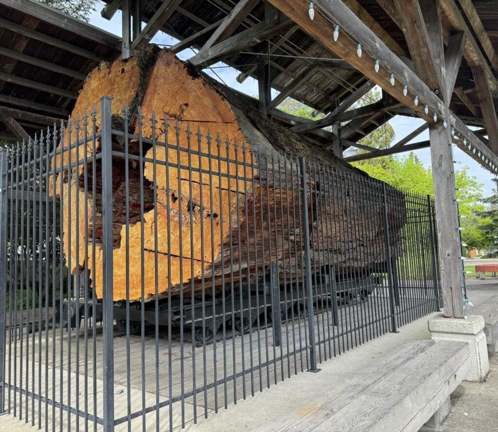 Massive old growth Douglas fir log at Railroad Park in Snoqualmie. Photo by Debbie Stone