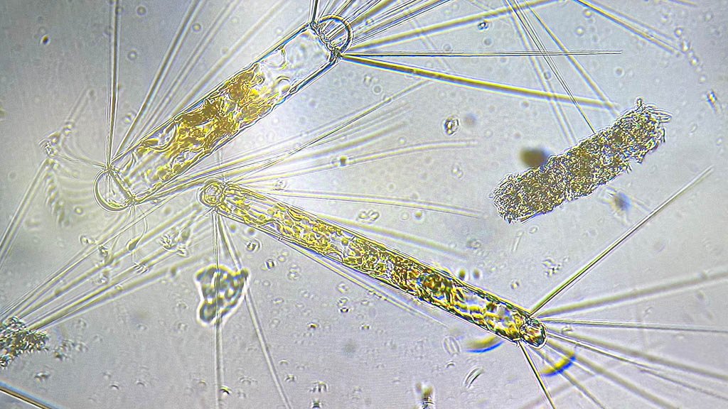 Phytoplankton are the base of the Antarctic food web. Photo by Kathryn Britnell