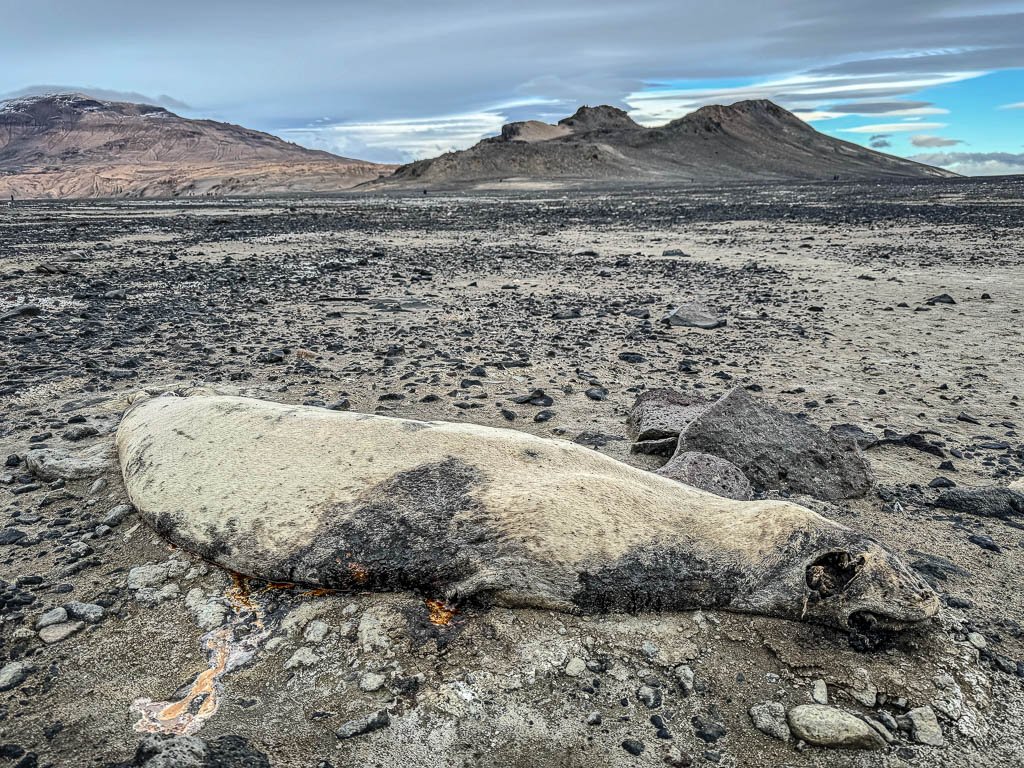 Far away from the beach front on The Naze Peninsula, we came across this seal carcass. We could not identify the species. While the avian flu is now known to have killed some seals, this seal may have died from natural causes. Hence the importance of scientific research in remote places. Photo by Jett Britnell