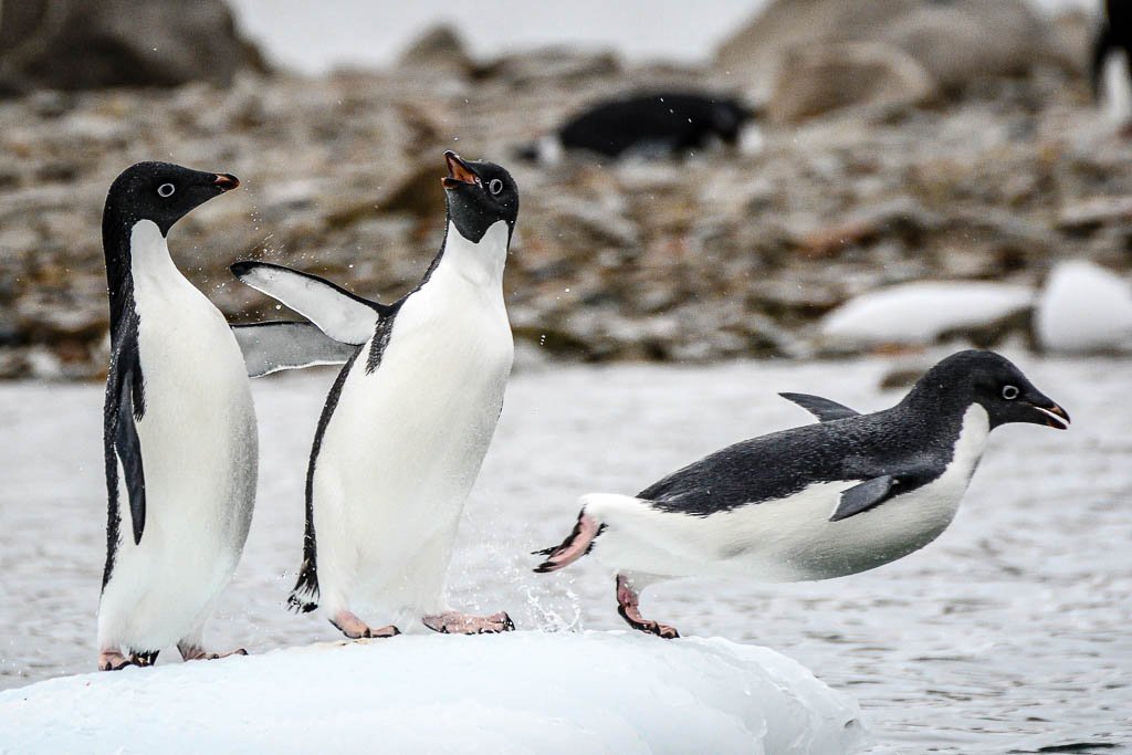 A scientific expedition in March 2024 found at least 532 dead Adélie penguins, with thousands more thought to have died. Researchers are trying to determine whether the birds died from avian bird flu. Photo by Kathryn Britnell