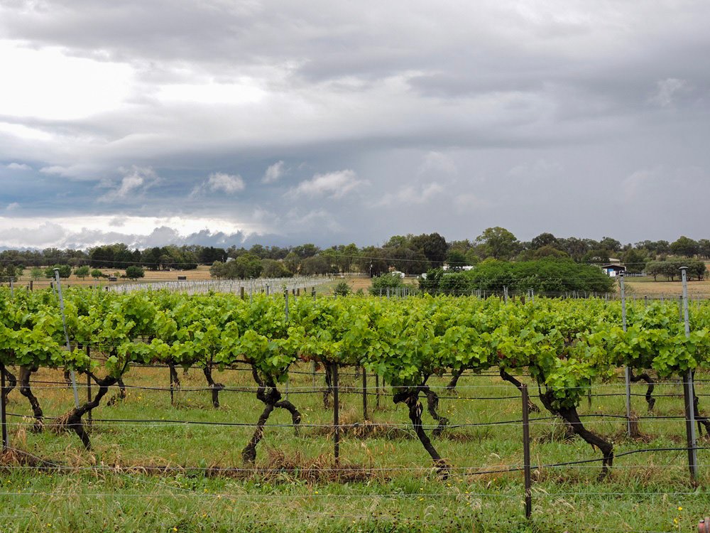 Vineyards in Canberra Wine District