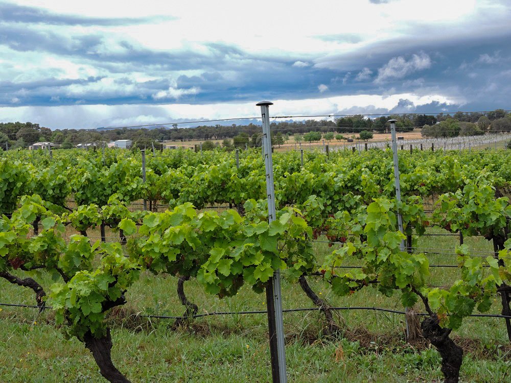 Vineyards of Canberra Wine District