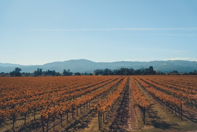 Napa Valley