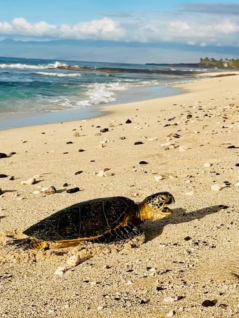 Hawaiian Green Sea Turtle. Photo Jill Weinlein