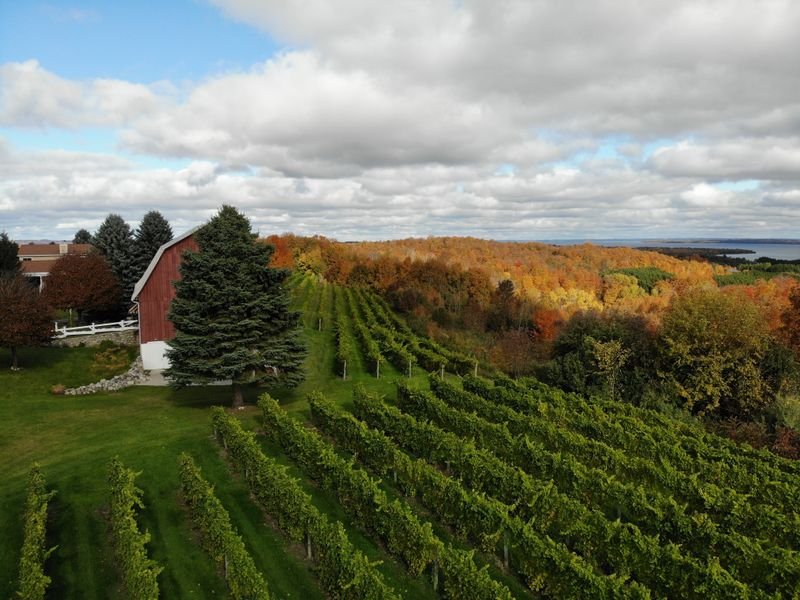 rows of vines