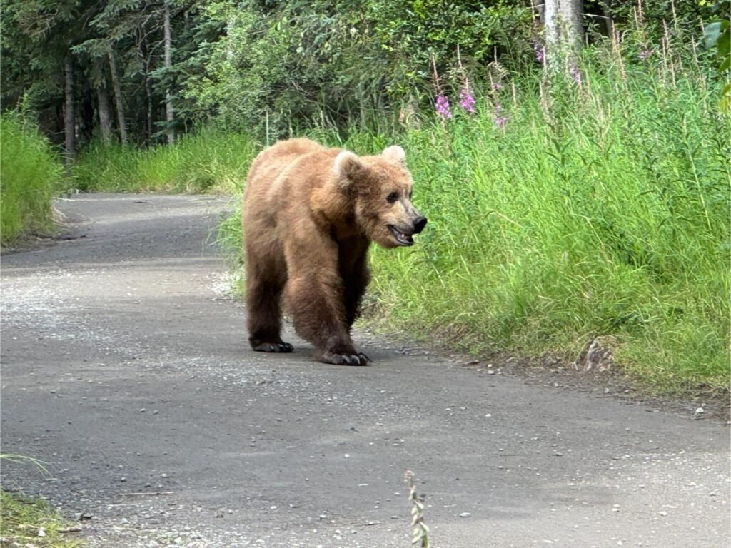 At Katmai NP, the bears are the highlight. Photo by Debbie Stone