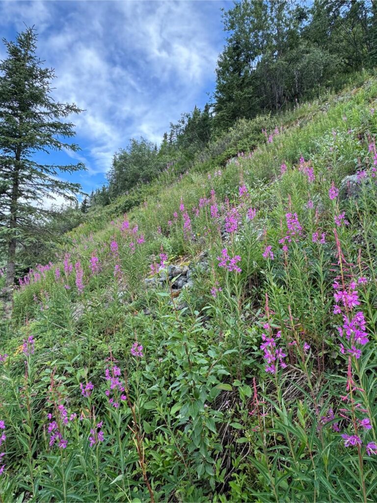 Fireweed on the mountainside. Photo by Debbie Stone