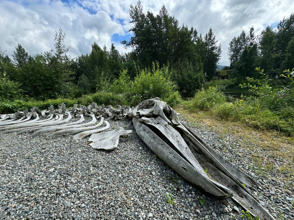 Grey whale skeleton at Alaska Native Heritage Center. Photo by Debbie Stone