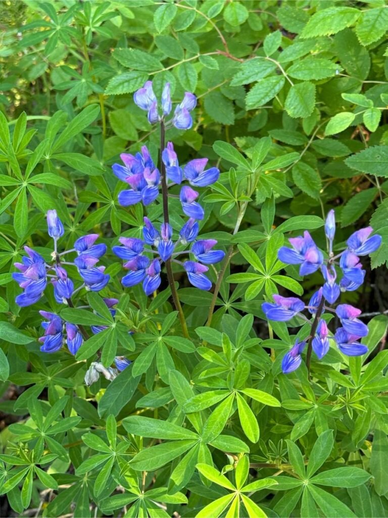 Wildflowers in bloom. Photo by Debbie Stone