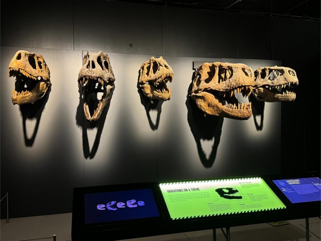 A previous exhibit on Tyrannosaurus was very popular. Photo by Debbie Stone