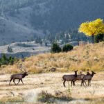 Cody, Wyoming: One of the Best Places to Visit in the Fall