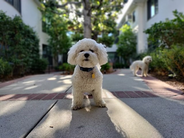 Dogs in courtyard luxury rental West Hollywood villa