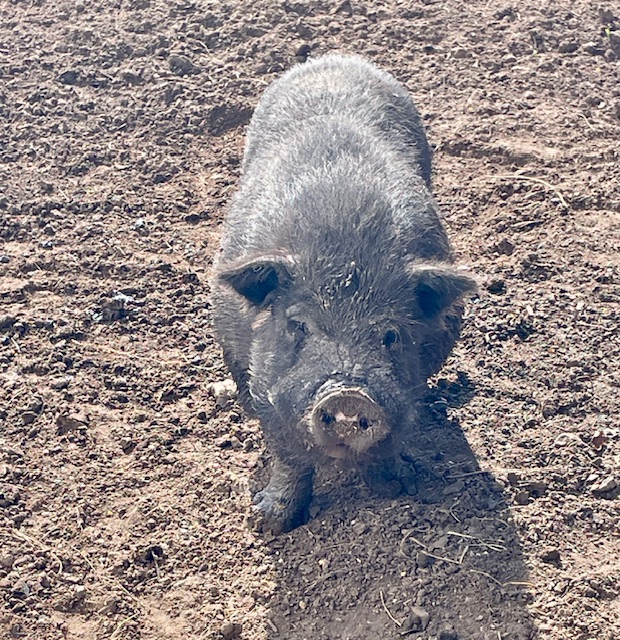 Ranch animals include adorable pigs. Photo by Jill Weinlein