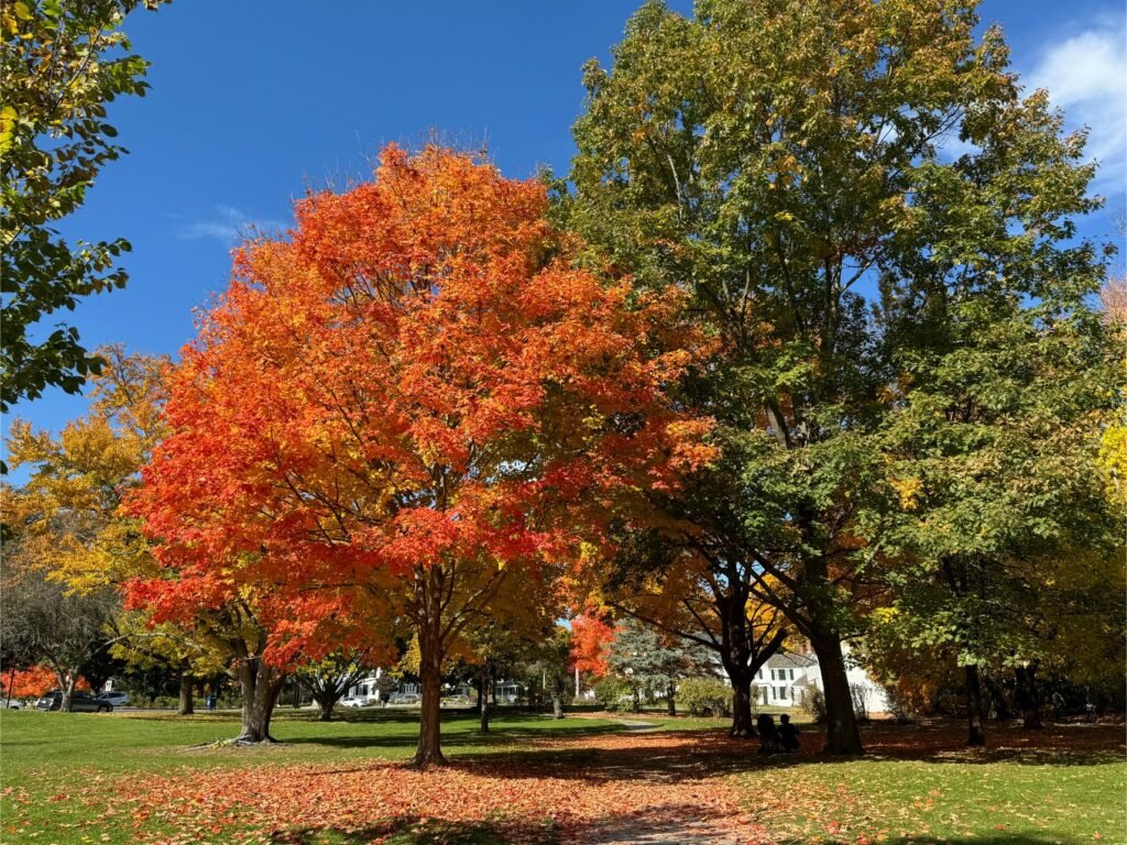 Lexington's Battle Green in resplendent fall color. Photo by Debbie Stone