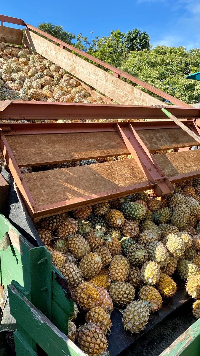 harvesting pineapples