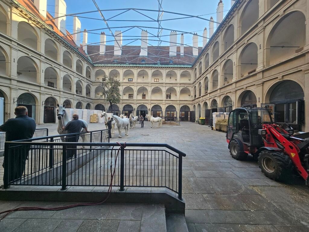 horses prepping for school Vienna